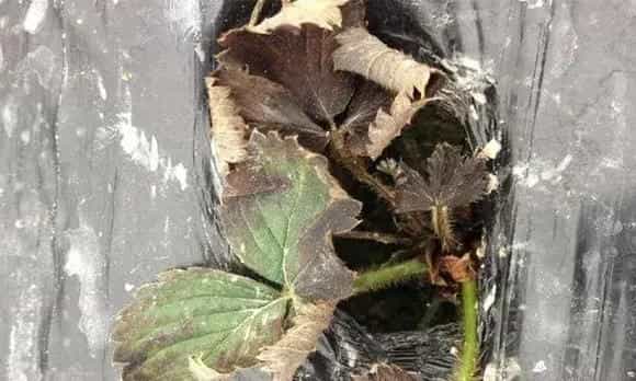 草莓肥害有哪些?补救措施介绍