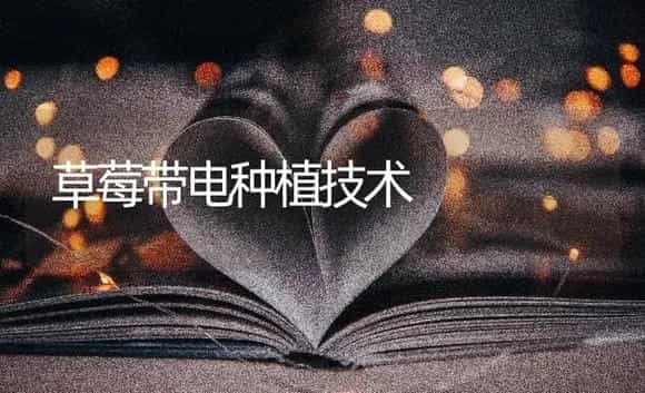 草莓带电种植技术 | 蔬菜种植