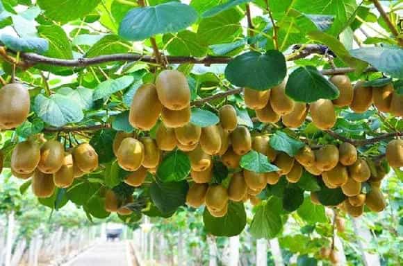 核桃黑斑病的症状及防治措施介绍