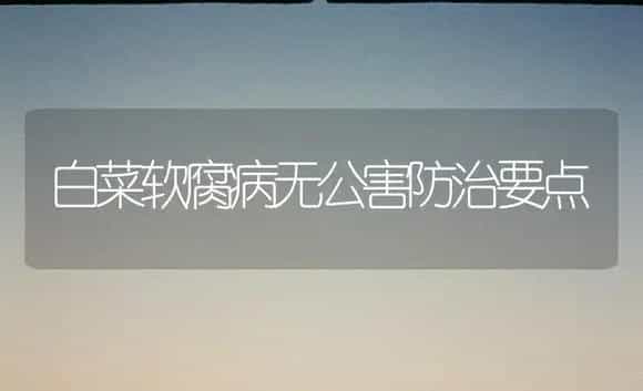 白菜软腐病无公害防治要点 | 植物病虫害