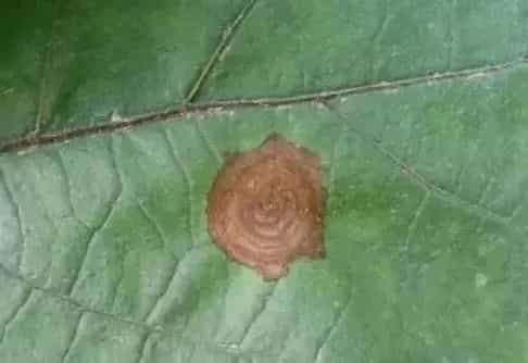 茄子褐纹病的农业及药剂防治措施