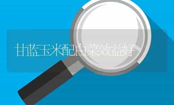 甘蓝玉米配白菜效益好 | 植物病虫害