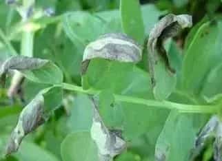 噻菌铜可以与其它农药混用么？