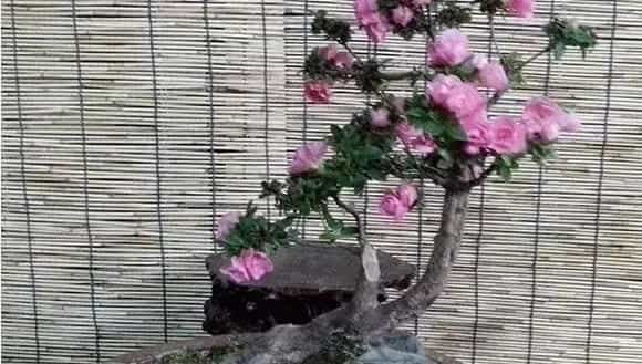 芍药可以盆栽吗 芍药阳台盆栽种植方法