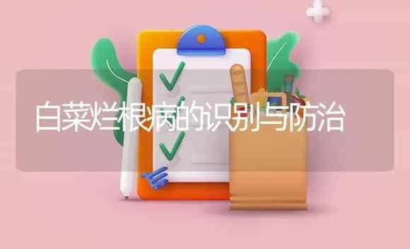白菜烂根病的识别与防治 | 植物病虫害