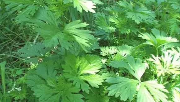 89种常见中药财种植前景分析