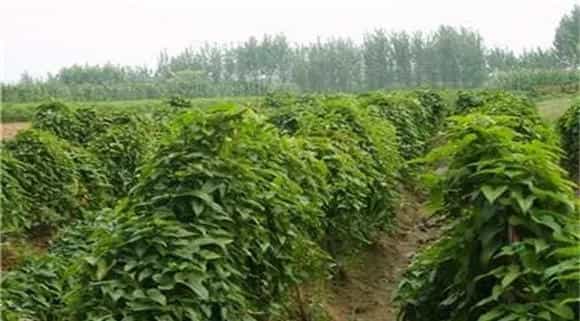 山药中后期管理技术