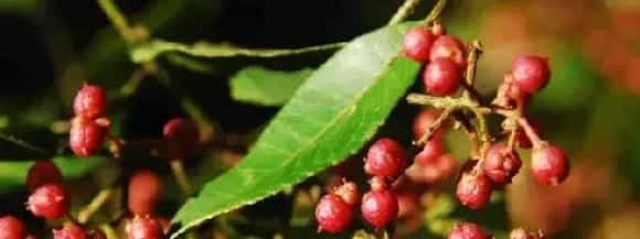花椒蚜虫防治农药,打什么药效果好?