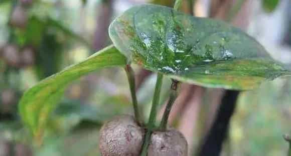 山药豆的种植方法