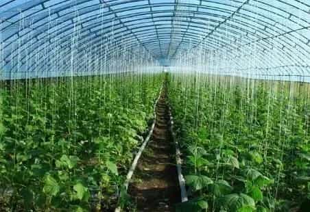 高温天气棚室蔬菜的管理措施