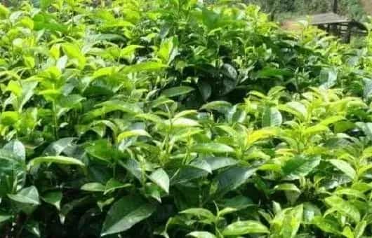 夏季茶树如何科学施肥?