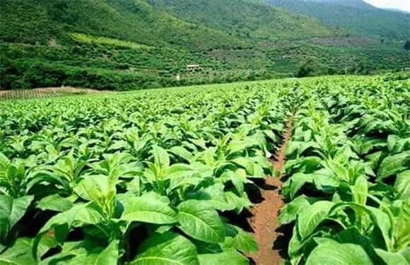 种烟叶赚钱吗？烟草栽培效益解析