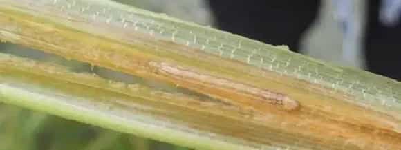 防治二化螟时间用哪些药