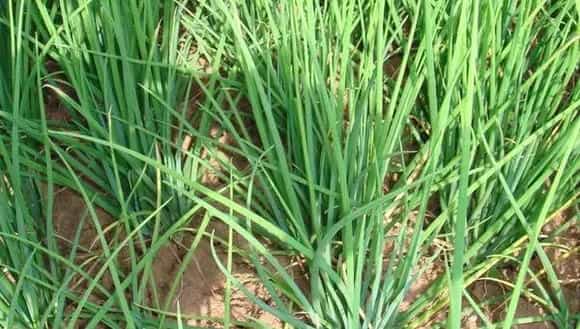 巧用除草剂种植葱类，洋葱和圆葱用法用量均不同
