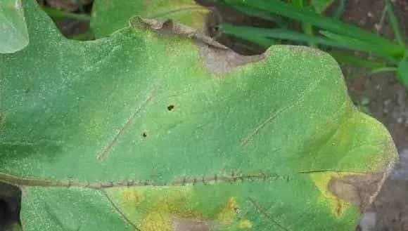露娜森注意事项，施药注意安全，不能随便混用