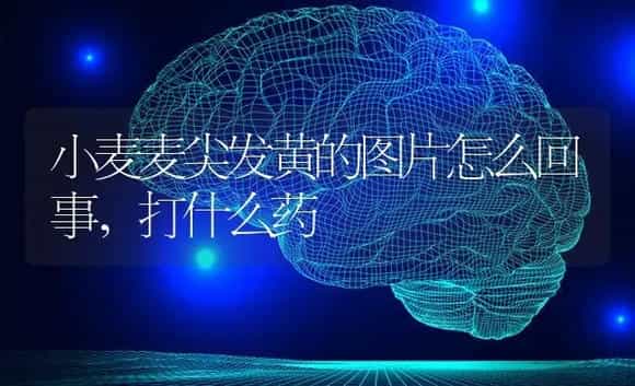 小麦麦尖发黄的图片怎么回事,打什么药 | 植物农药