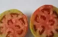 西红柿的筋腐病不用药剂也能防治？