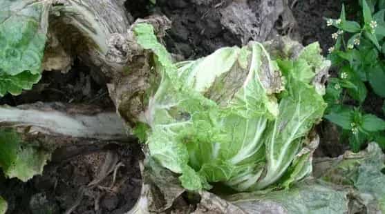 大白菜黑腐病与软腐病有何区别？