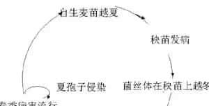 小麦叶锈病病原菌及病害循环