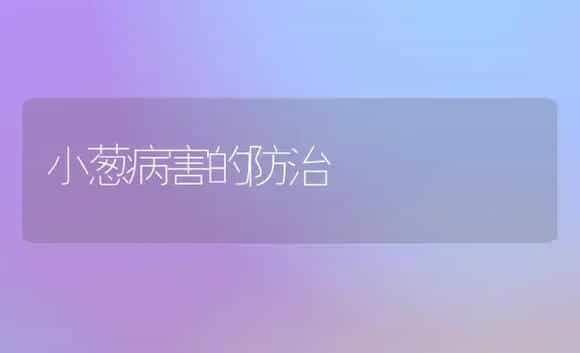 大白菜日光温室越夏防病丰产栽培技术 | 植物病虫害