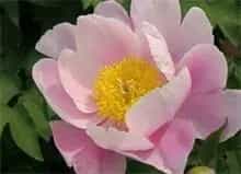 芍药环斑花叶病防治措施