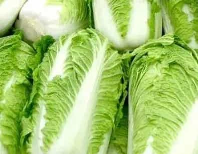 白菜主要病虫害防治事项指南