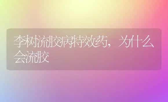 李树流胶病特效药,为什么会流胶 | 植物农药