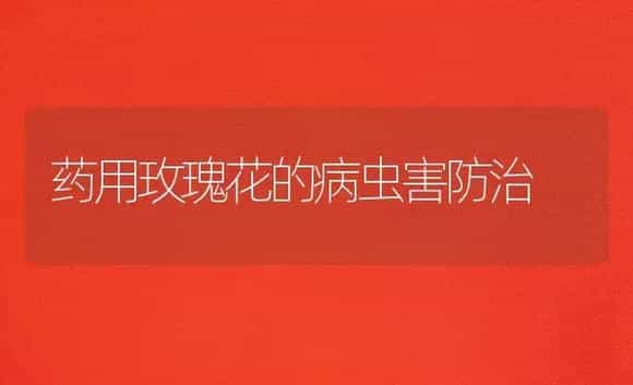 药用玫瑰花的病虫害防治 | 植物病虫害