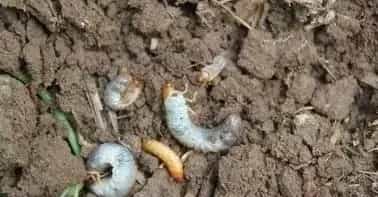 蔬菜作物地下害虫有哪些?防治药剂效果好推荐