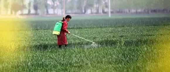 小麦除草什么时候打药合适？