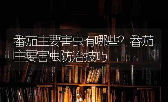 番茄主要害虫有哪些?番茄主要害虫防治技巧 | 蔬菜种植