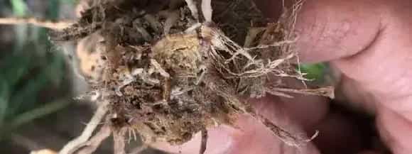 韭蛆用什么农药效果最好