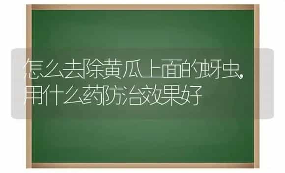 怎么去除黄瓜上面的蚜虫,用什么药防治效果好 | 植物农药