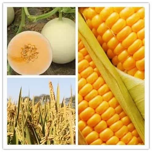 适合上海栽培的水稻、玉米、蔬菜、西甜瓜、食用菌
