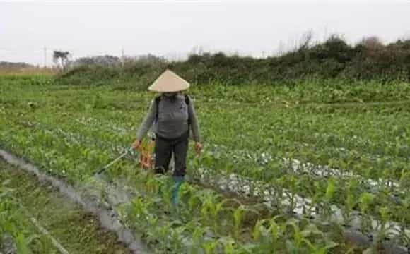 冬季使用农药的注意事项