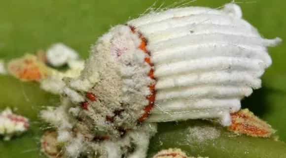介壳虫用什么药最管用?