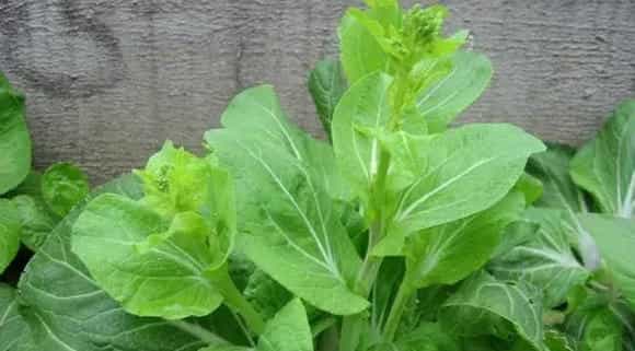 白菜苔常发病虫害的防治方法
