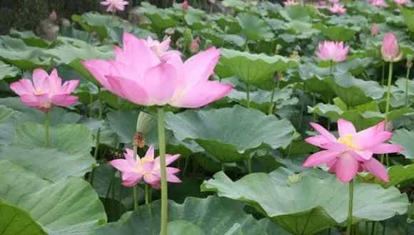 太空莲36号的种植技术，基肥与追肥结合