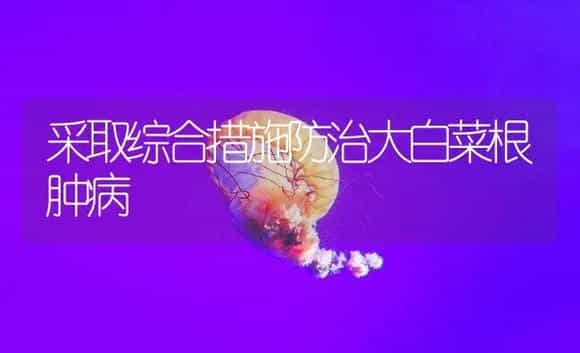采取综合措施防治大白菜根肿病 | 植物病虫害