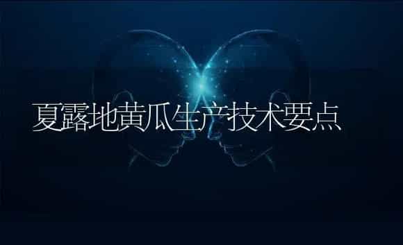 夏露地黄瓜生产技术要点 | 蔬菜种植