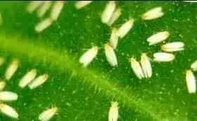 黄瓜白粉虱的生物、药剂防治方法