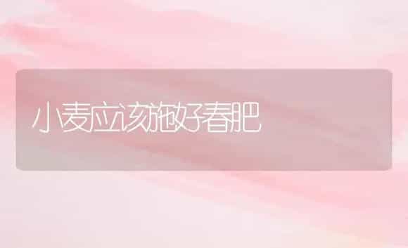 小麦应该施好春肥 | 植物肥料