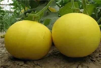 反季节甜瓜在种植技术方面应小心什么？