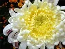菊花主要病虫害的防治