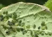 黄瓜瓜蚜的生物及药剂防治方法