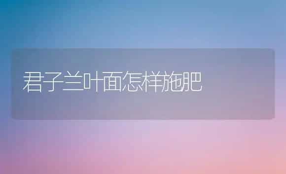 君子兰叶面怎样施肥 | 植物肥料