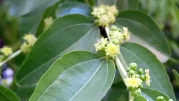 枣树几月开花结果 枣树开花打什么药好