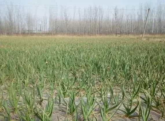 大蒜叶面小圆点是什么病害？什么药物可以治疗
