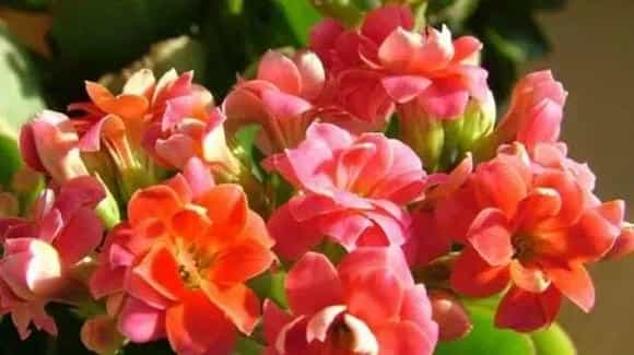 长寿花好养吗？浇水施肥措施介绍