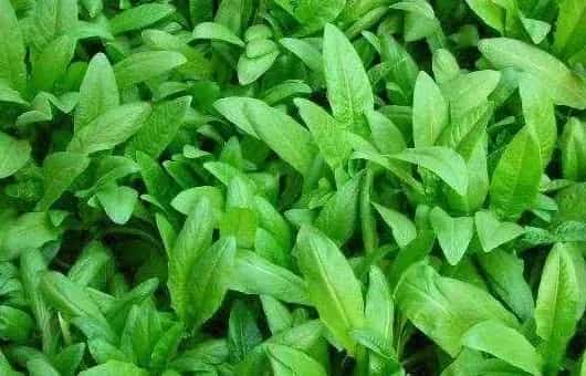种植油麦菜如何进行收割与追肥?有哪些种植禁忌?